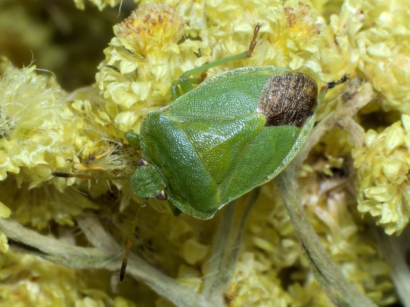 Palomena viridissima (Poda, 1761)